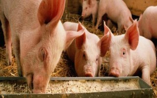 猪瘟发病症状以及如何防治,病猪体温升高、神经紊乱、四肢无力