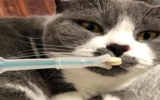 犬猫上呼吸道感染怎么治疗和护理，根据引发原因采取不同的解决措施