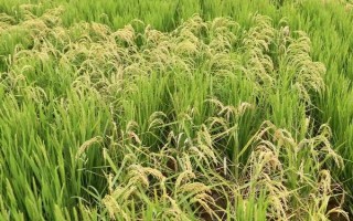 岳优108水稻品种的特性，每亩基本苗12万