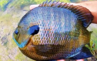 太阳鱼有没有刺，有刺但比较少