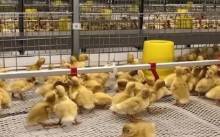 肉鸭育雏期饲养技术，选购的雏鸭大小基本要一致