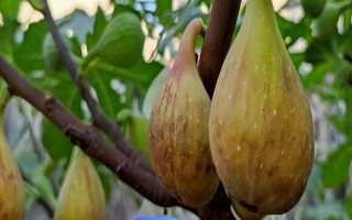 无花果会不会开花，会开出较小难以发现的花朵