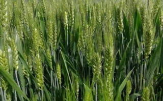 新春48号小麦种子特征特性,生育期106d