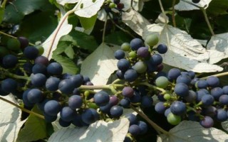 辽宁辽阳市有什么特色水果，有灯塔葡萄、前杜草莓等