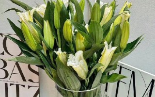 百合有哪些品种,常见的有鹿子百合、水仙百合等