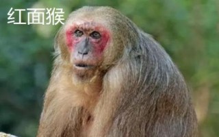 食蟹猴可以个人养殖出售吗，为国家二级重点保护野生动物