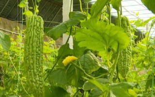 苦瓜高产要如何养根，需深翻土壤、增施有机肥料