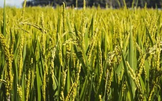 济优6587水稻种子简介,每亩有效穗数16.9万穗