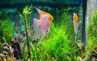 燕鱼甩籽的原因,是指母鱼在进行排卵的行为