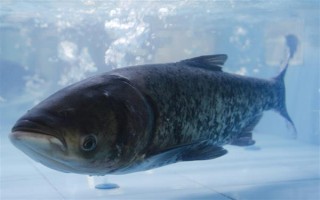 钓鲢鳙的技巧，钓位要选择顺风或偏风的地方