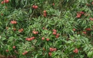 荔枝严重落果怎么办，喷施激素可避免果实掉落