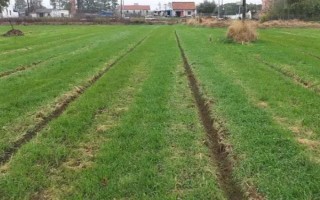 小麦叶尖发黄的原因，氮肥施用过多或除草剂药害均会导致