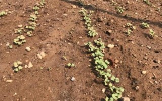 小白菜的种植方法,一年四季均可种植