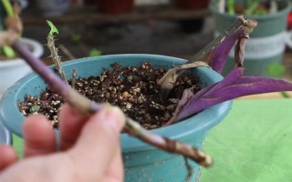 紫罗兰花怎么养,适宜生长在阴的环境中