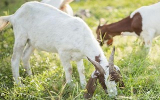 羊的胃有多少，长有瘤胃、网胃、皱胃和瓣胃