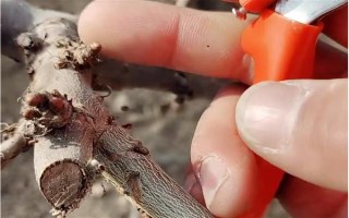 大樱桃怎么二次摘心，在首次采摘樱桃之后的半个月进行