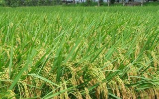 Y两优3089水稻种子特点,注意防治白叶枯病