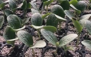 贝贝瓜的种植方法，合适的时间为3-4月份