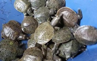 怎么养殖甲鱼，每天可以投喂3次