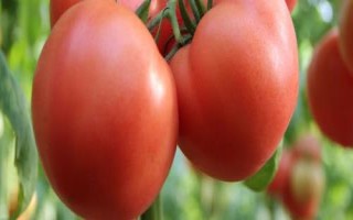 番茄为何坐果率低以及怎么解决，过量使用氮肥会导致植株旺长、继而影响结果