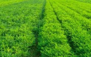 连作花生怎么防治病虫害,播种时可用药剂拌种