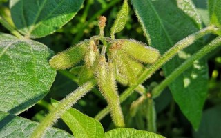 恒豆6号大豆种子特征特性,全生育期101天左右