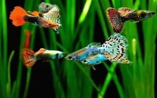 孔雀鱼的生活环境,一般生活在热带地区的河流、湖泊等水域中