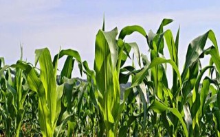 纪元8号玉米种子特点，中抗灰斑病