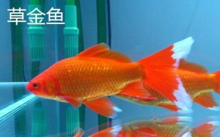 哪些小型鱼适合新手饲养，孔雀鱼和鹦鹉鱼均可选择