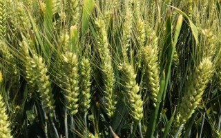 淮麦36小麦品种简介，每亩有效穗41.9万