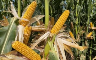 红禾Y12玉米品种的特性，注意防治丝黑穗病