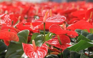 红掌的养殖方法,适宜生长的温度在20-25℃