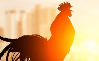 公鸡几个月会打鸣，3-4个月就会打鸣了