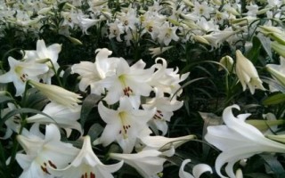 百合花的价格,遇到特殊节日往往会涨价