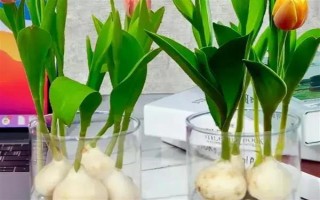 郁金香种一次就会死亡吗，属于多年生草本植物可以重复栽种