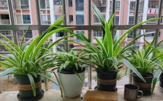 什么绿植可以除甲醛,常见的有龙舌兰、常春藤等