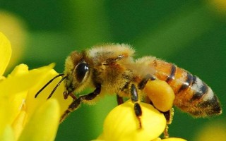 中蜂秋季分蜂在几月，每年的9-10月发生得最为集中