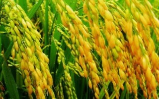隆8优526水稻品种的特性,每亩有效穗数16.6万穗