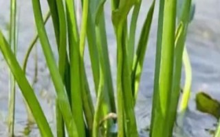 泽泻怎么种植，浸种后与草木灰拌匀再进行撒播