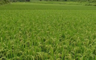 嘉58水稻种子简介，该品种为光身稻