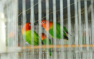 鹦鹉能不能长时间晒光，长时间暴晒容易患上皮肤病