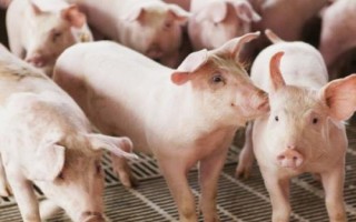 猪为什么会食欲不振及如何处理，可增喂青绿饲料或更改饲料配方