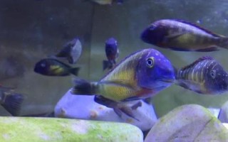 蓝面蝴蝶鱼好不好养，对生存水质要求高
