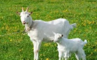 小羊有何特点，比其它家畜的适应性要强