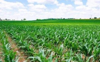 锦源338玉米种子介绍，放赤眼蜂防治玉米螟虫