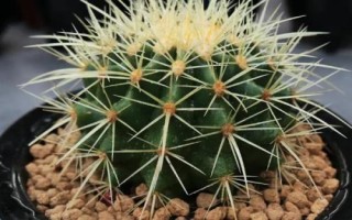 怎么养金虎仙人球,生长季节放在向阳处即可