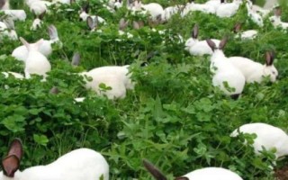 夏季饲养兔子的注意事项，控制兔舍温度是关键