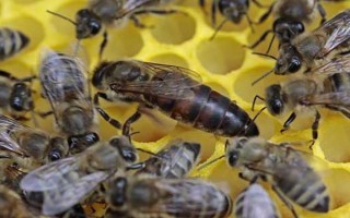 工蜂杀死蜂王的原因,可能是蜂王出现衰老、病残等情况