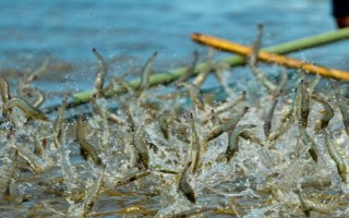 虾对水质的要求，不同品种对酸碱值的要求有区别
