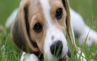 狗狗会得糖尿病吗，狗最常患I型糖尿病